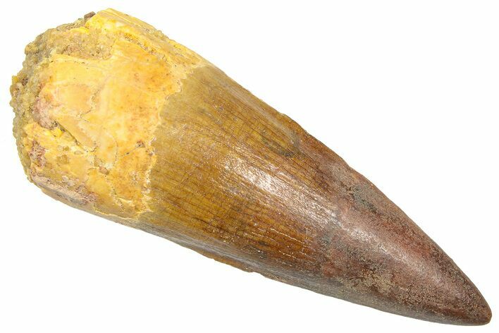Fossil Spinosaurus Tooth - Restored Tip #361270